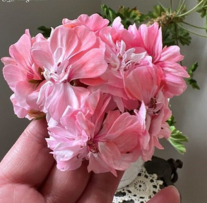 Pelargoonia/Pelargoon/Pelargonium (9 foto / 9)