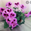 Цветок герань пеларгония лиловая комнатные растения (фото #1)