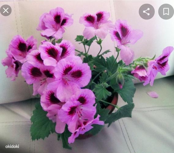 Цветок герань пеларгония лиловая комнатные растения (фото #1)