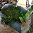 Kalanhoe toa taim/ Lill, erinevad suurused, Suur valik (foto #1)