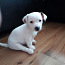 Jack Russell Terrier kutsikad (foto #1)