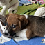 Jack Russel Terrier kutsikad (foto #4)