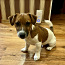 Jack Russel Terrier kutsikad (foto #1)