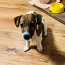 Jack Russel Terrier kutsikad (foto #2)