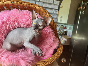 Котята канадского сфинкса (2 фото из 10)