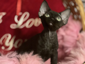 Meitene devon rex (6 foto no 10)