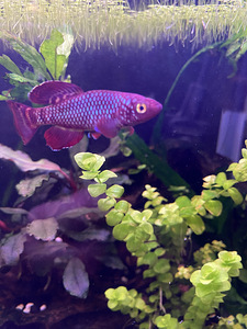 Notobranchius korthausae red (1 foto / 3)