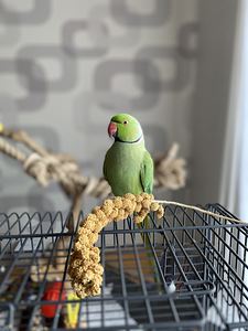 Kaelakee papagoi / kaeluspapagoi (2 foto / 2)