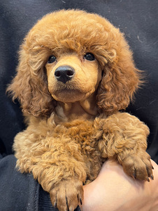 TWO MINIATURE POODLE MALES AVAILABLE FOR PURCHASE (1 foto / 4)