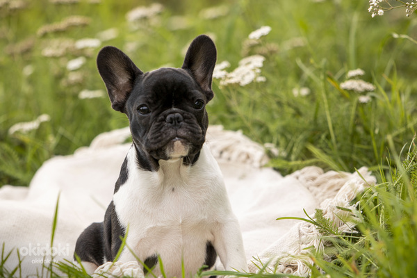 Обворожительный щенок французского бульдога (фото #1)