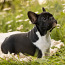Обворожительный щенок французского бульдога (фото #3)