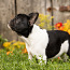 Обворожительный щенок французского бульдога (фото #5)