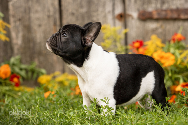 Обворожительный щенок французского бульдога (фото #5)