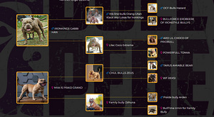 American Bully (2 фото из 2)