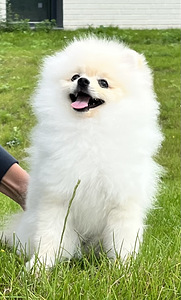 Pomeranian kutsikad (4 foto / 4)