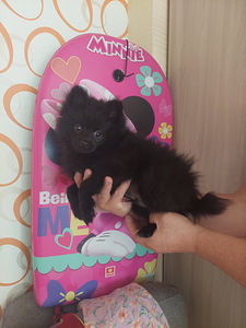 Продажа шпицев (3 фото из 3)