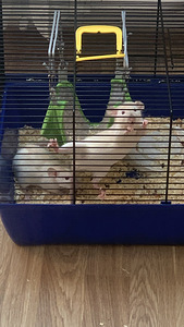 Ma annan kaks Dumbo rotti headesse kätesse, nad on üheaastased ja neil on kaks õde. (3 foto / 3)