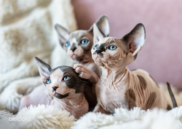 Sfinx pentu varattavissa