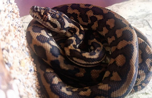 Morelia spilota (4 foto / 5)