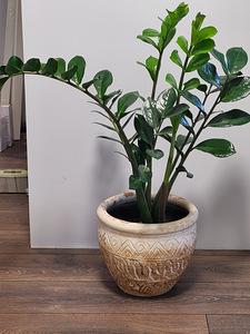 Rahapuu (Zamioculcase lill) (1 foto / 1)