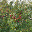 Õunad 1 ämber (foto #2)