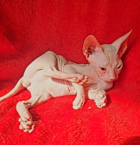 Котята донья сфинкс (4 фото из 7)