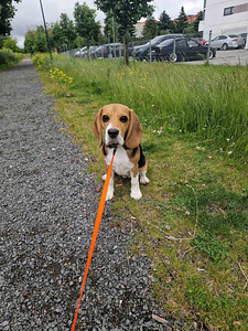 Koira Beagle tyttö 4,5 kk (3 valokuva sivusta 4)