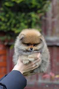 Pomeranian (2 foto / 3)