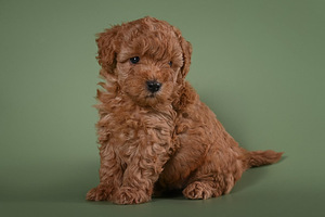 Müüa Toy-Puudli kutsikad (7 foto / 9)
