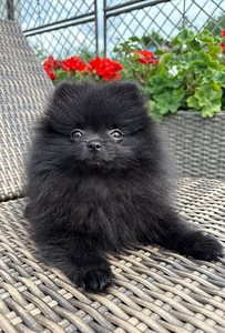 Pomeranian spitsikutsikad (1 foto / 4)