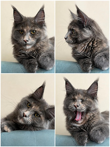 Maine Coon (6 foto / 10)