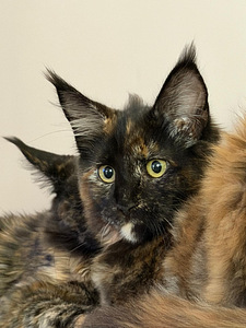 Maine Coon (7 foto / 10)