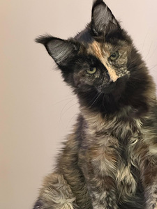 Maine Coon (8 foto / 10)