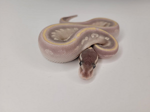 Королевский питон (3 фото из 4)