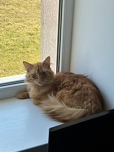 Annan kassid ära (4 foto / 4)