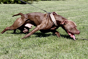 Paaritamiseks soovitan isase pitbull terjeri pitbulli (1 foto / 6)