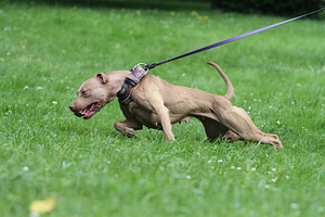 American Pitbull Terrier -pennut (5 valokuva sivusta 6)