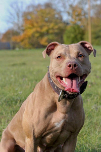 American Pitbull Terrier -pennut (6 valokuva sivusta 6)
