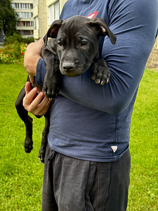 American Pitbull Terrier -pennut