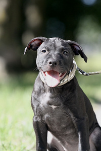 American Pitbull Terrier -pennut