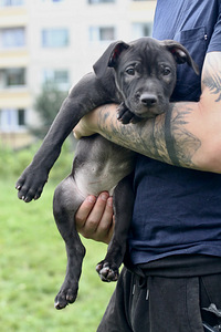 Щенки питбуль Pitbula kucēni