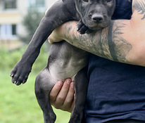 Щенки питбуль Pitbula kucēni