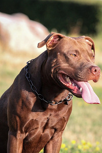 Tarjoan astutukseen pitbullurosta, amerikanpitbullterrieri. (2 valokuva sivusta 3)