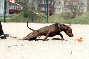 Tarjoan astutukseen pitbullurosta, amerikanpitbullterrieri. (3 valokuva sivusta 3)