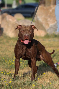 American Pit Bull Terrier -pennut kennelistä (4 valokuva sivusta 5)