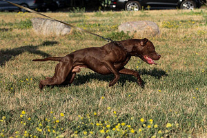 American Pit Bull Terrier -pennut kennelistä (5 valokuva sivusta 5)