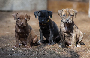 American PitBull -pennut kennelistä (1 valokuva sivusta 3)