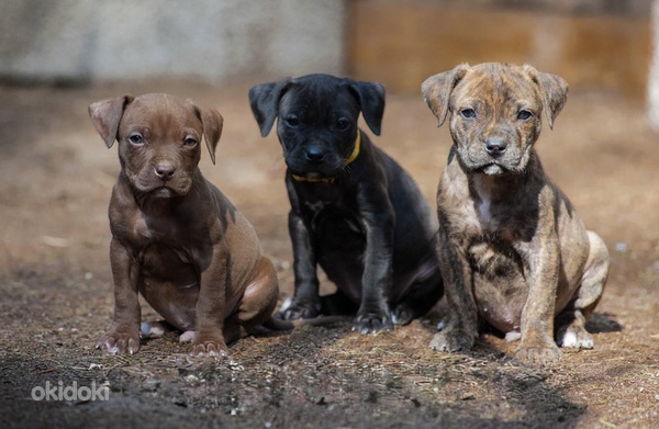 American PitBull -pennut kennelistä