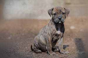 American PitBull -pennut kennelistä (2 valokuva sivusta 3)