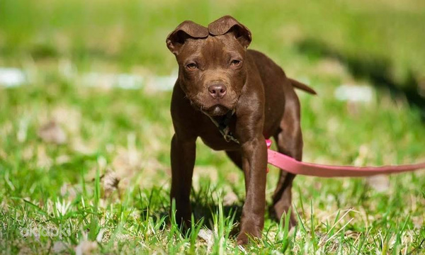 American PitBull -pennut kennelistä